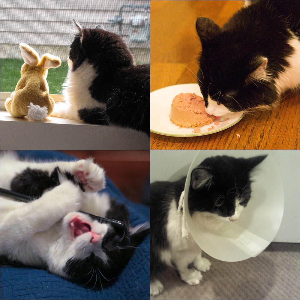 Tigerlily Fur Huggable Bear Pad Fix Santoro.